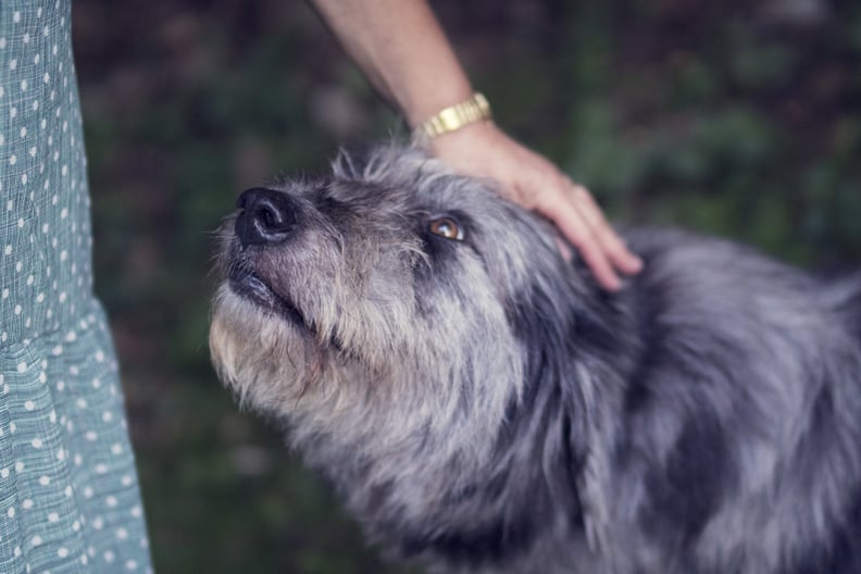 Volunteer to walk shelter animals together.