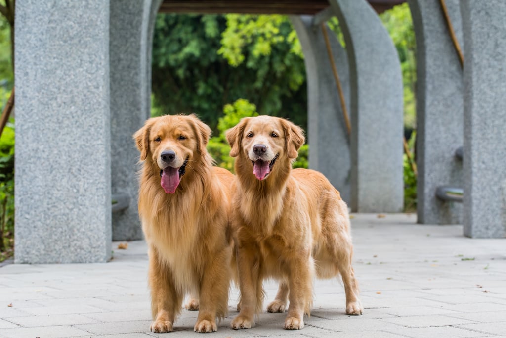 how big can a male golden retriever get