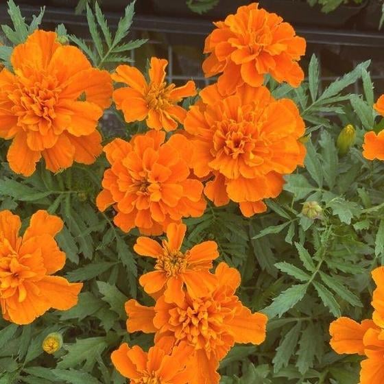 Marigold Plant