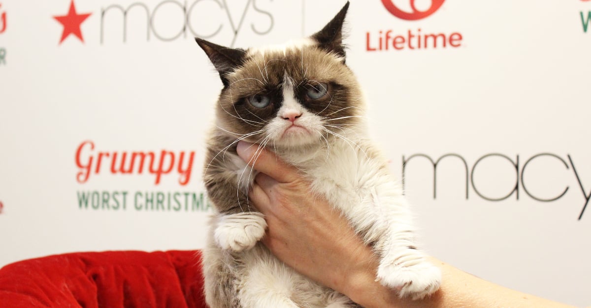 grumpu cats net worth - Ilustrasi 2