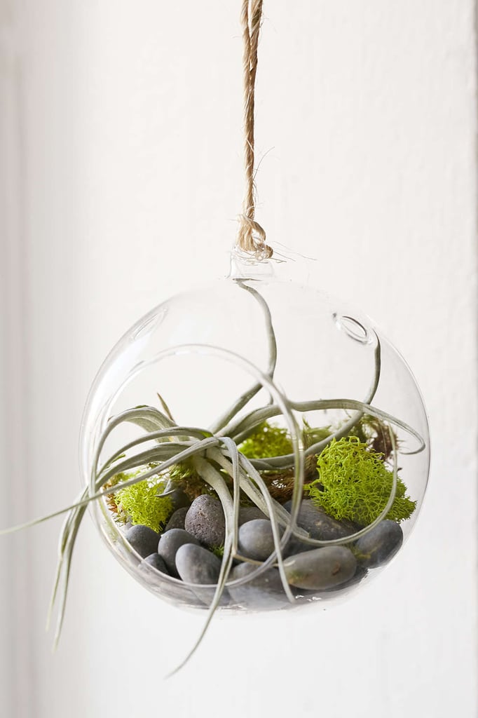 Terrarium Kit