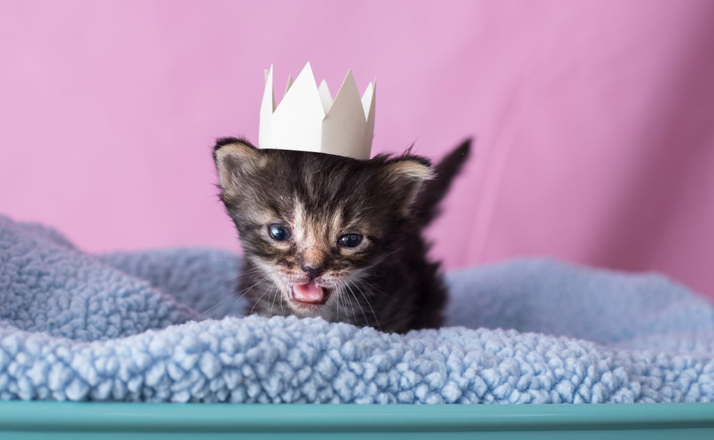 Photos of Kittens