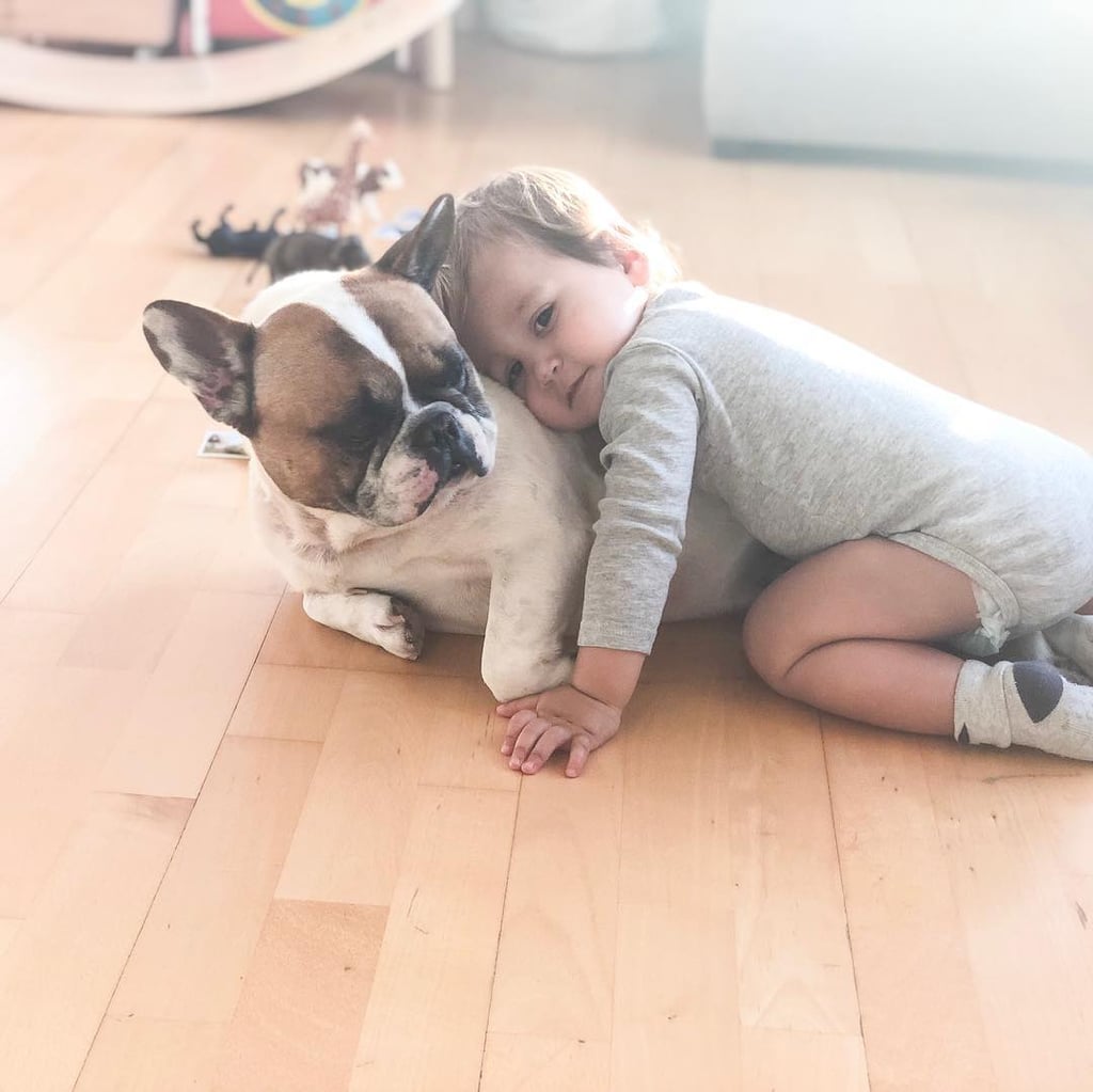 Pictures of French Bulldogs and Babies