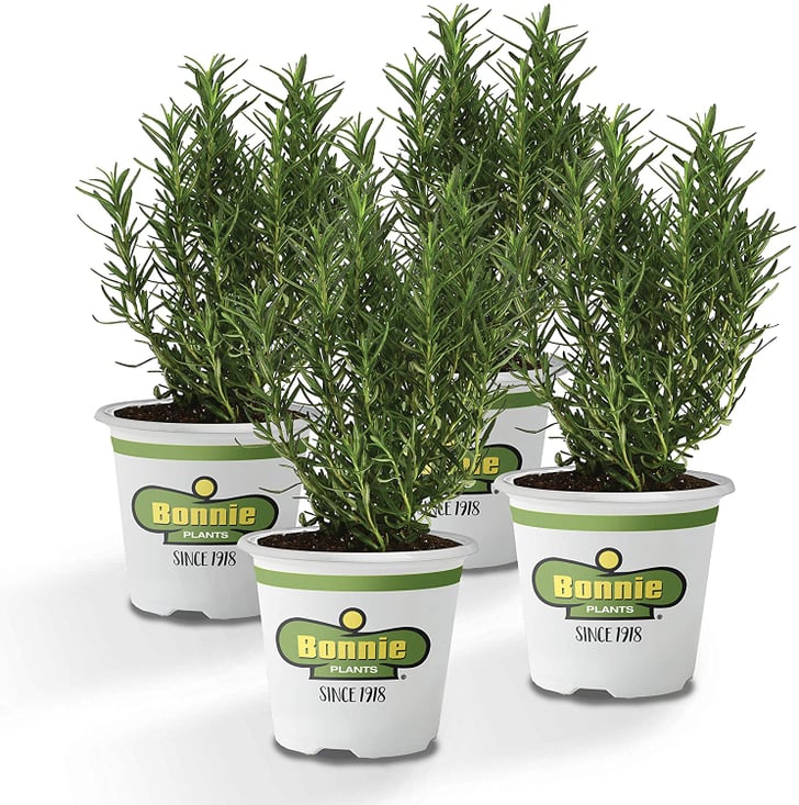 Rosemary 10 Cooking Plants You Can Keep on Your Apartment Windowsill