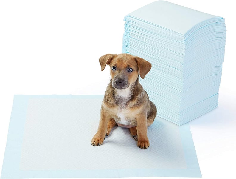 AmazonBasics Dog and Puppy Training Pads
