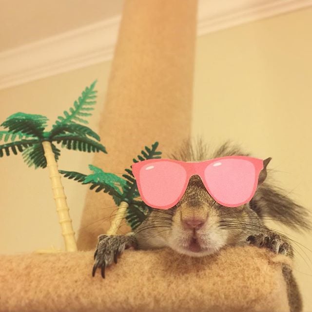Pet Squirrel Instagram