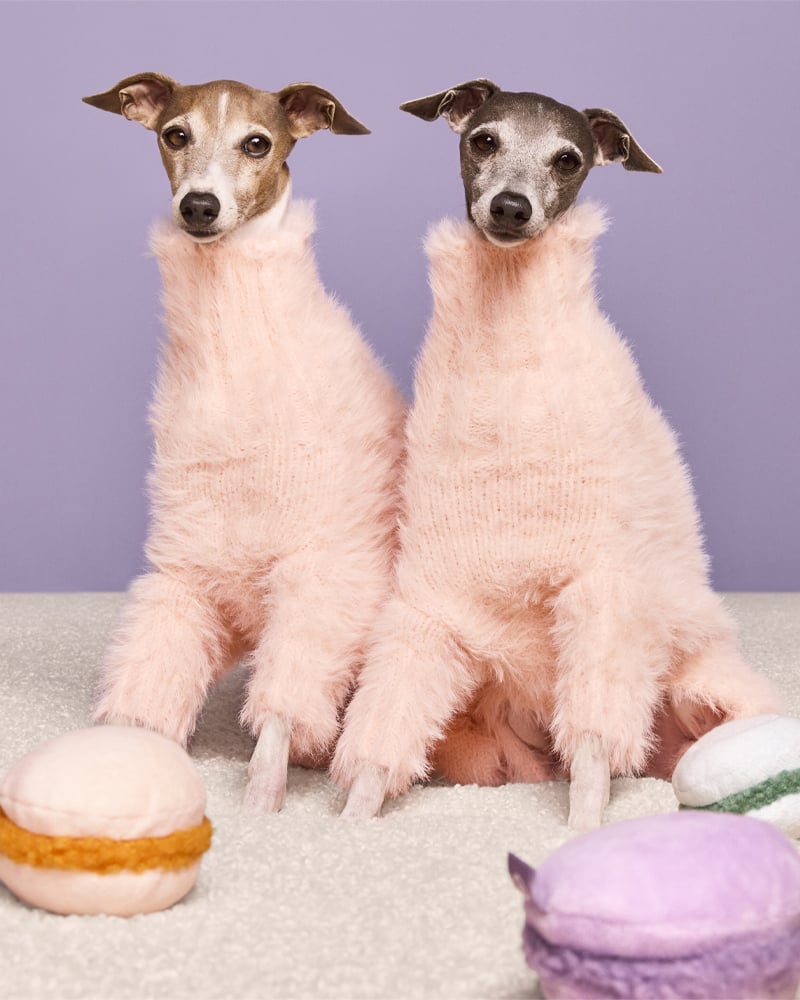 Target Unveils The Cuddle Collab Pet Collection, Coming Soon