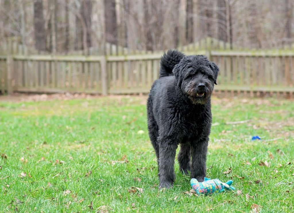 Cute Pictures of Labradoodles