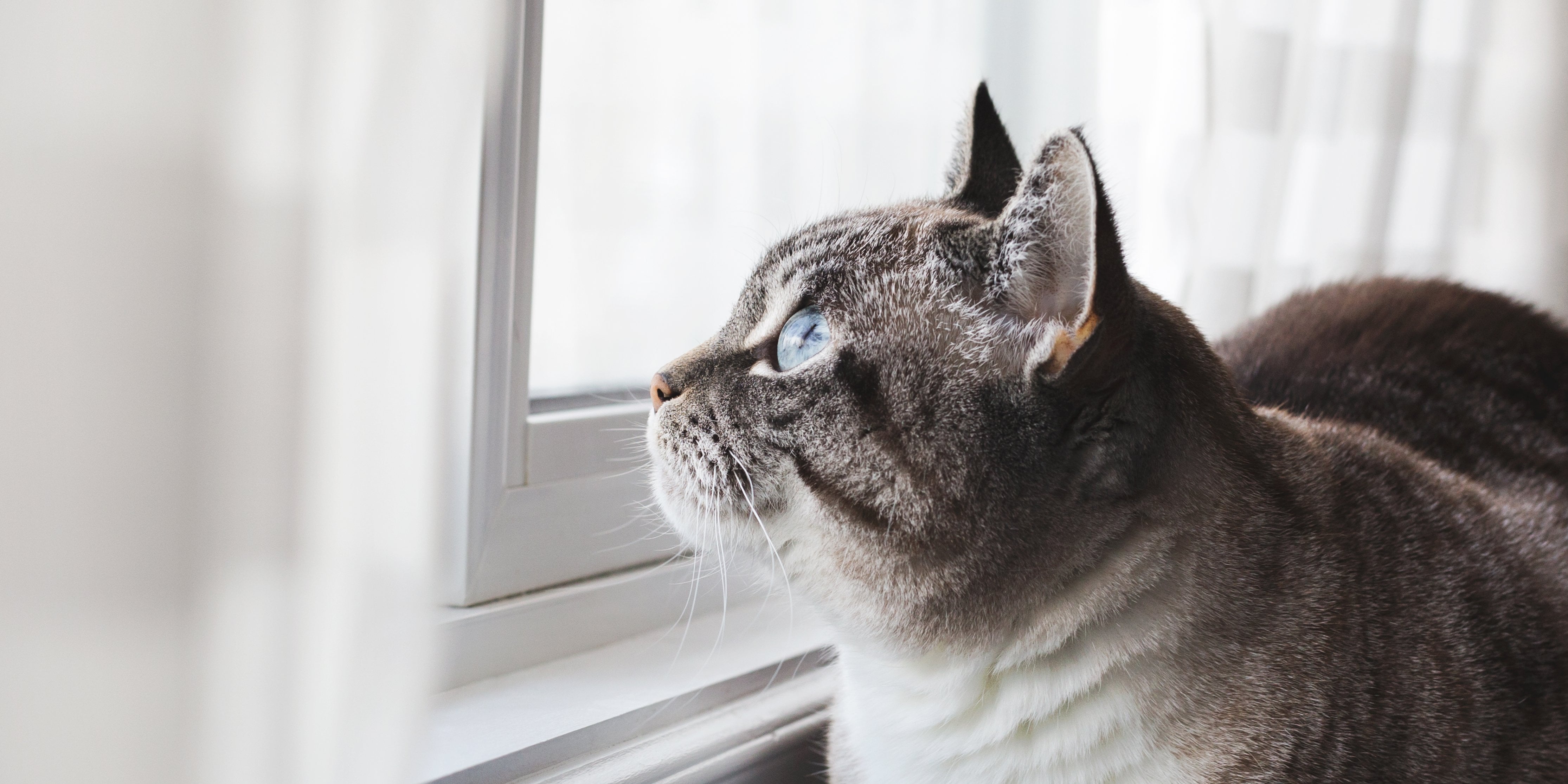 How Long Can Cats Be Left Alone? POPSUGAR Pets