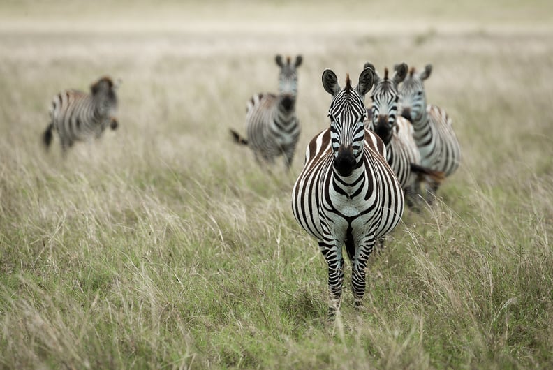 Masai Mara, Kenya