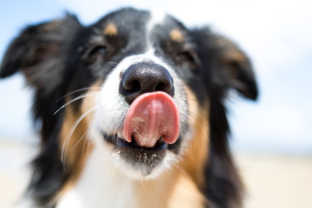 Cute Pictures of Australian Shepherds