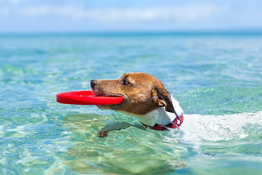 Ways to Get Your Dog Ready For Summer POPSUGAR Pets