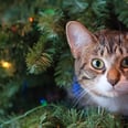 I Couldn't Keep My Cats Out of My Christmas Tree, So I Got Advice From 3 Vets