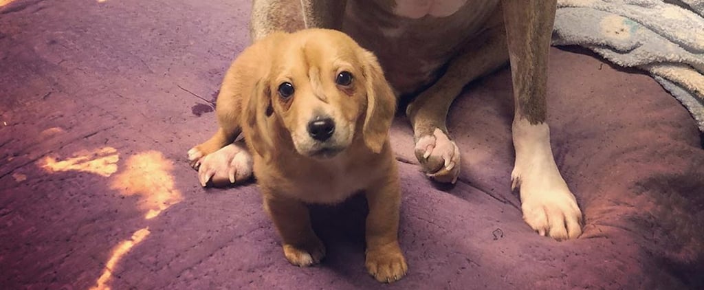 Meet Narwhal, the Adorable Rescue Puppy With an Extra Tail