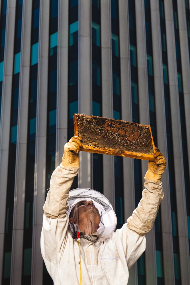 Laundering Hurts Beekeepers and the Bee Population