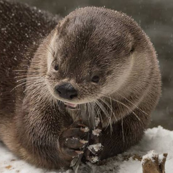 Oregon Zoo Animals Playing in Snow | Video