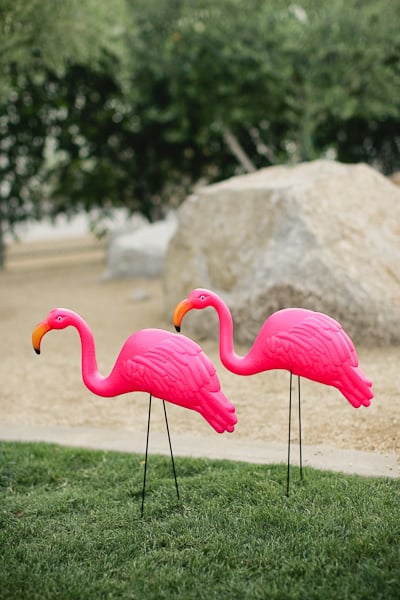 Pink Flamingos