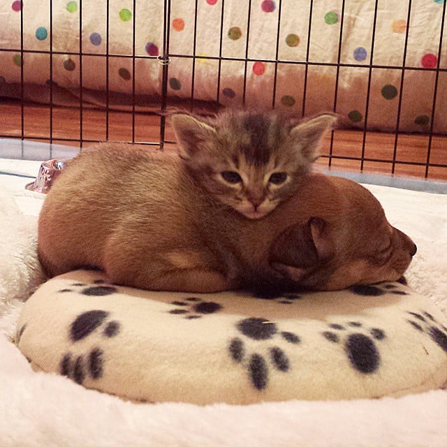 "Puppy pillow!"