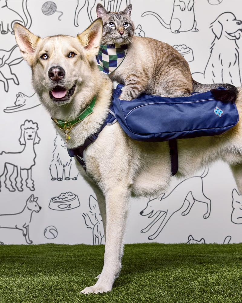 Target Unveils The Cuddle Collab Pet Collection, Coming Soon