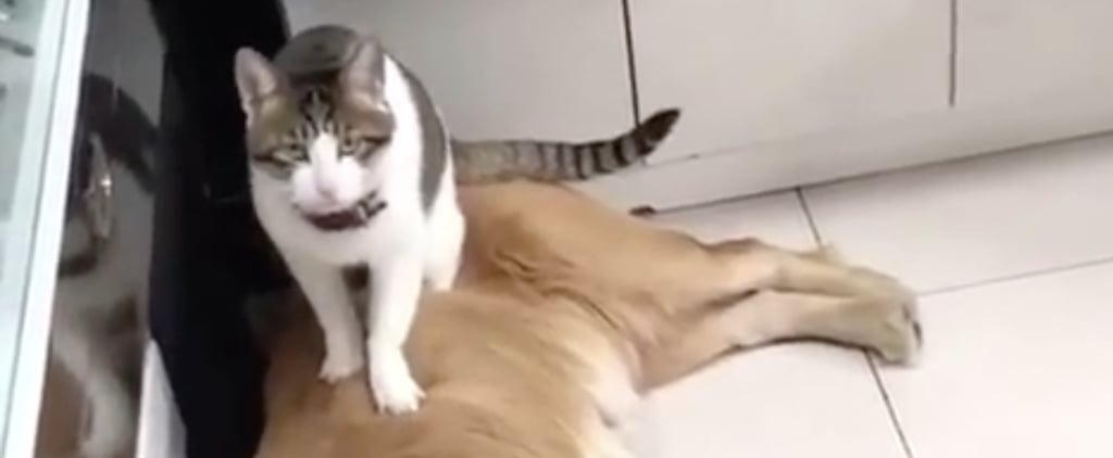 Golden Retriever's Reaction to a Cat Sitting on His Sibling