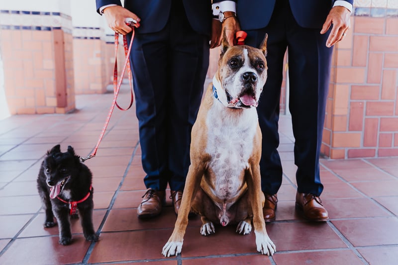 Dogs in Weddings