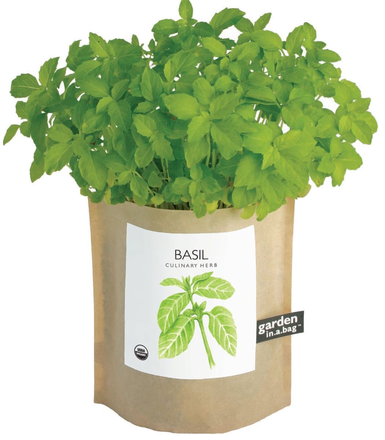 Basil in a Bag