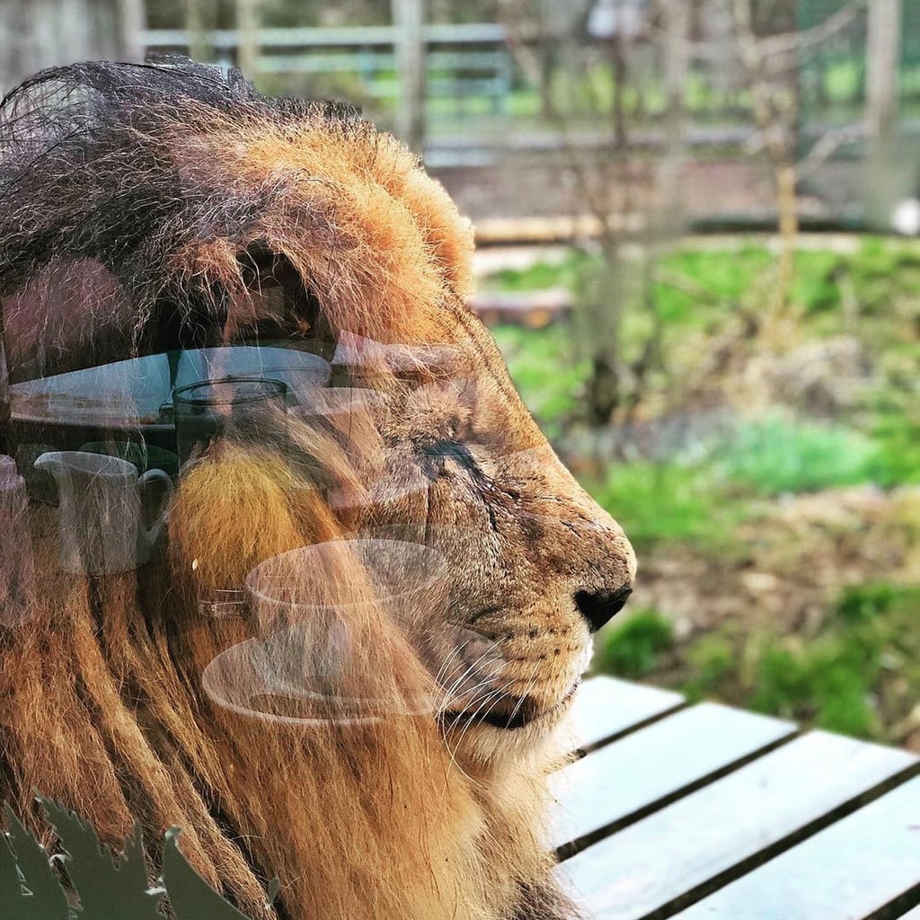 The Big Cat Safari Lodge In Kent Popsugar Smart Living Uk