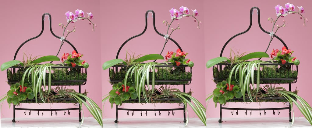 DIY Shower Plants