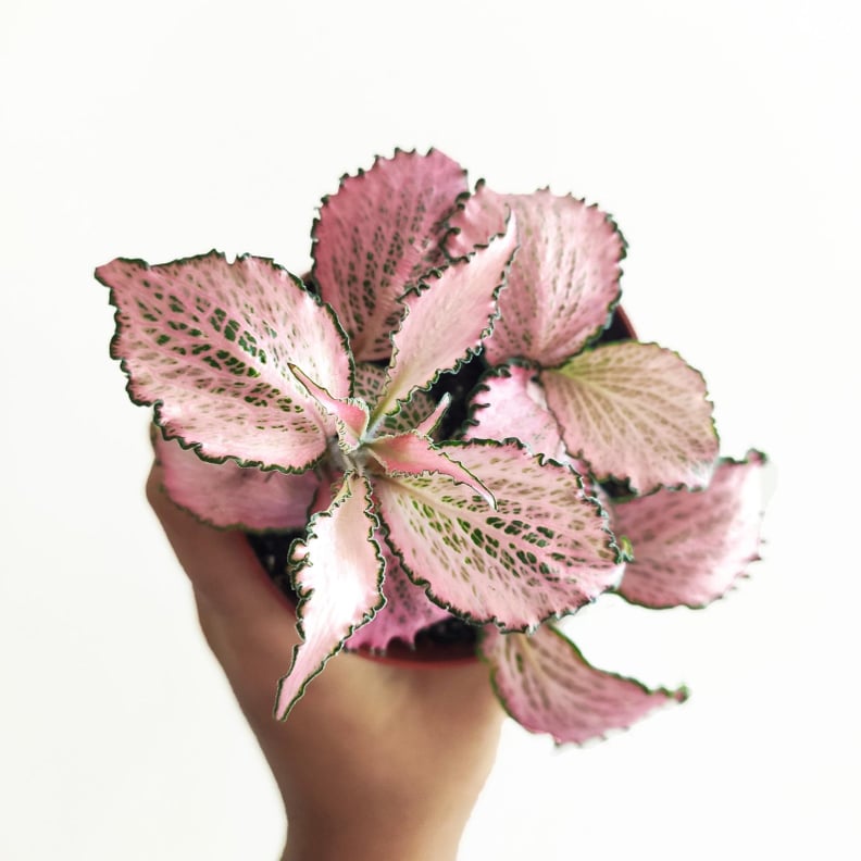 Fittonia Pink