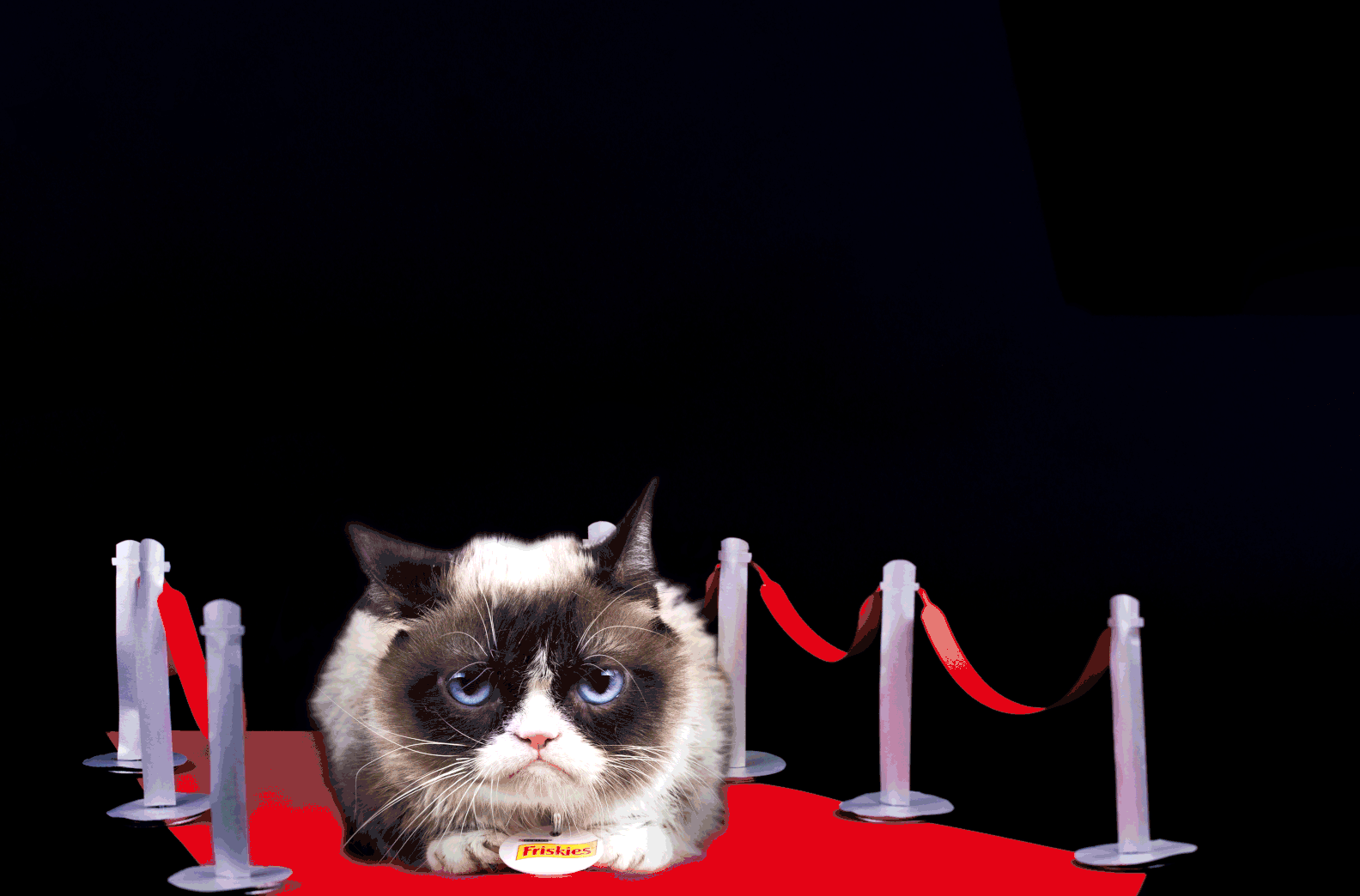 Grumpy Cat's Pet Peeves Interview POPSUGAR Pets