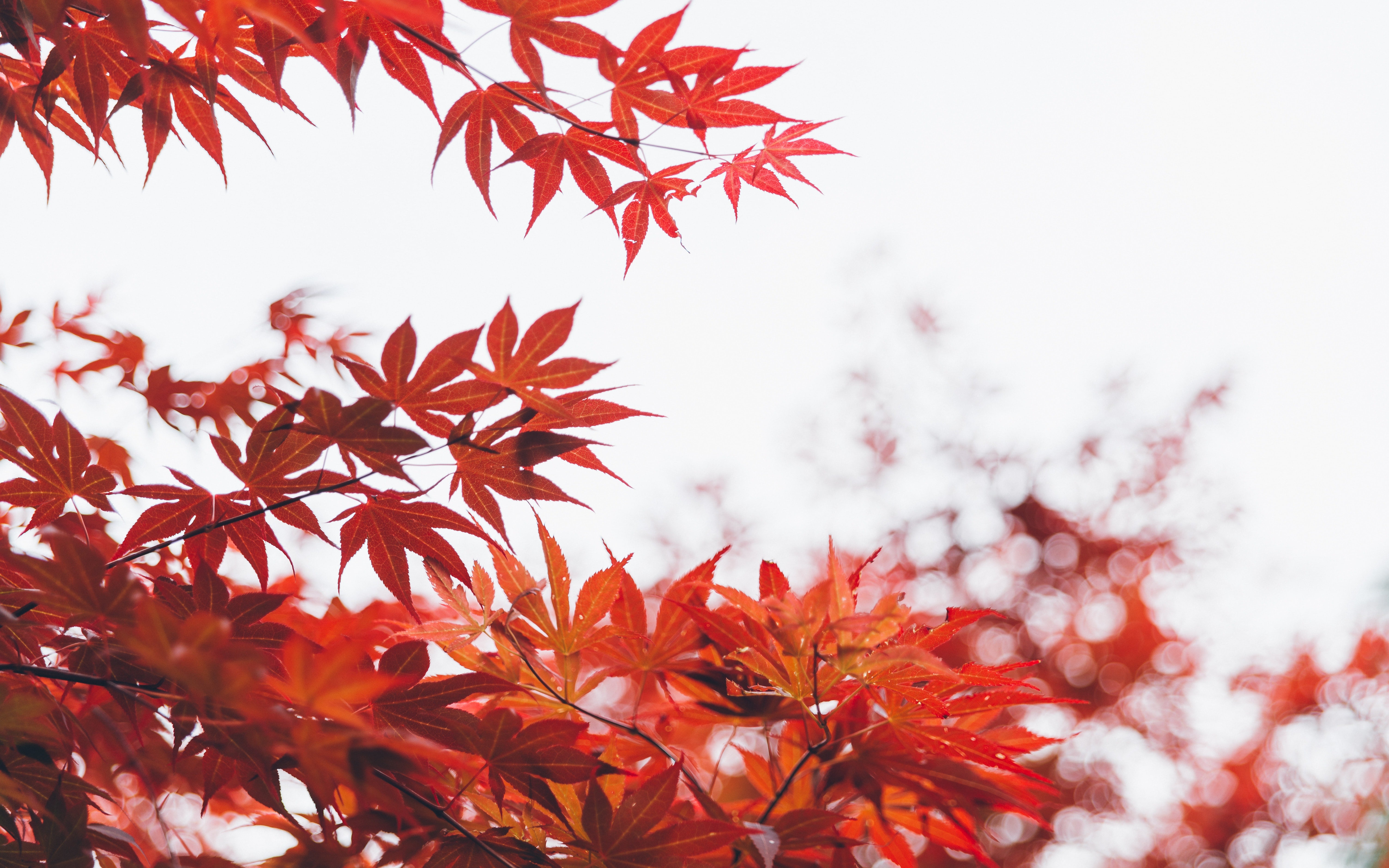 red fall trees wallpaper