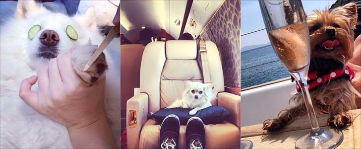 Richest Dogs on Instagram