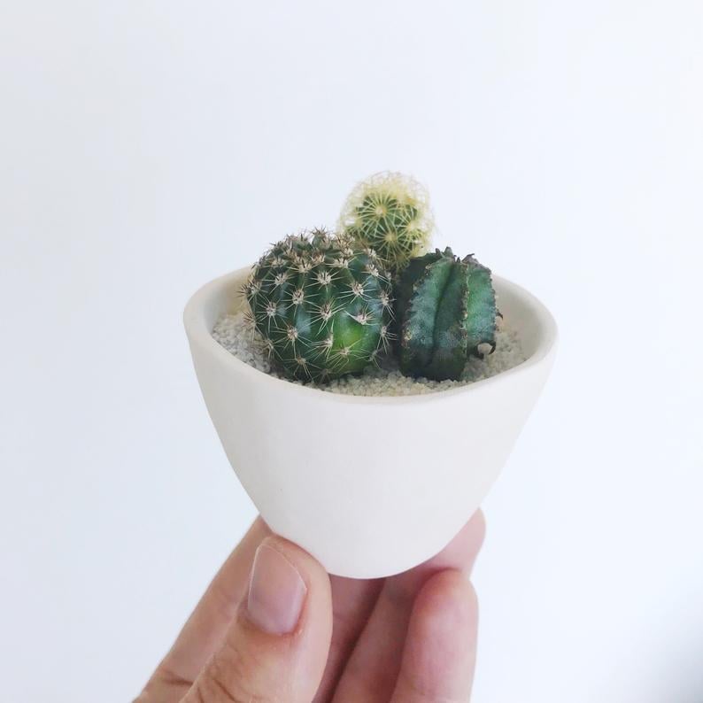 Mini Cactus Garden Planter