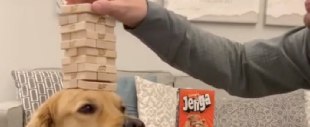 Golden Retriever Balances Jenga Blocks on Head | Video