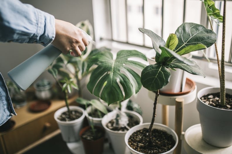 man misting house plants
