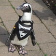 Penguins on Parade Are the Cutest Things You'll See All Day