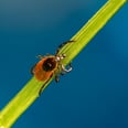 Is Babesiosis the New Lyme Disease? What to Know About the Tick-Borne Disease