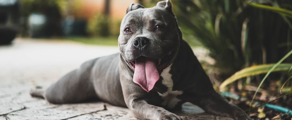 Facts About Dog Food
