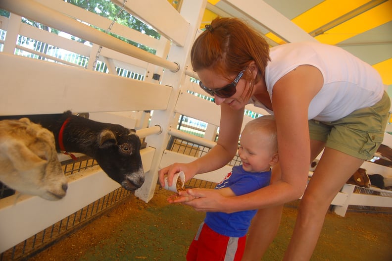 Farms and Petting Zoos