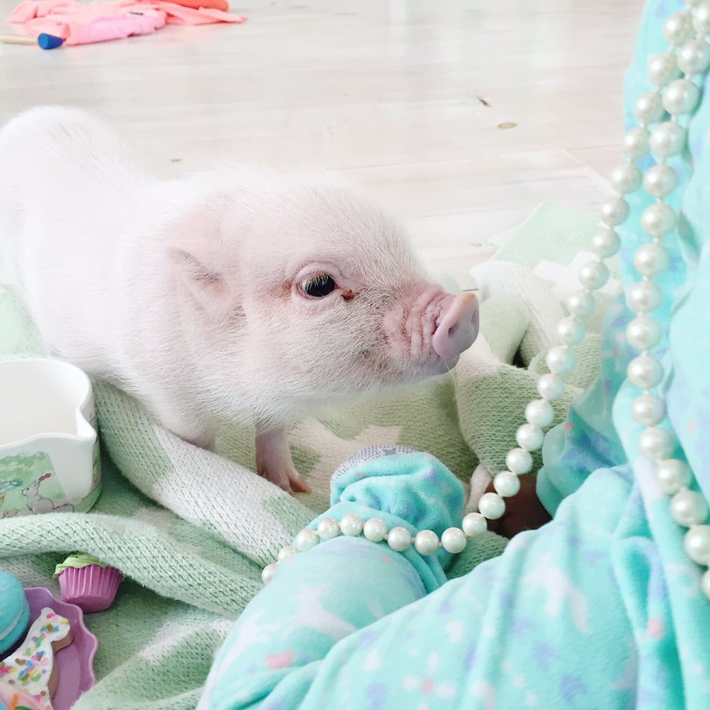 Adorable Pictures of a Toddler and Her Pet Pig