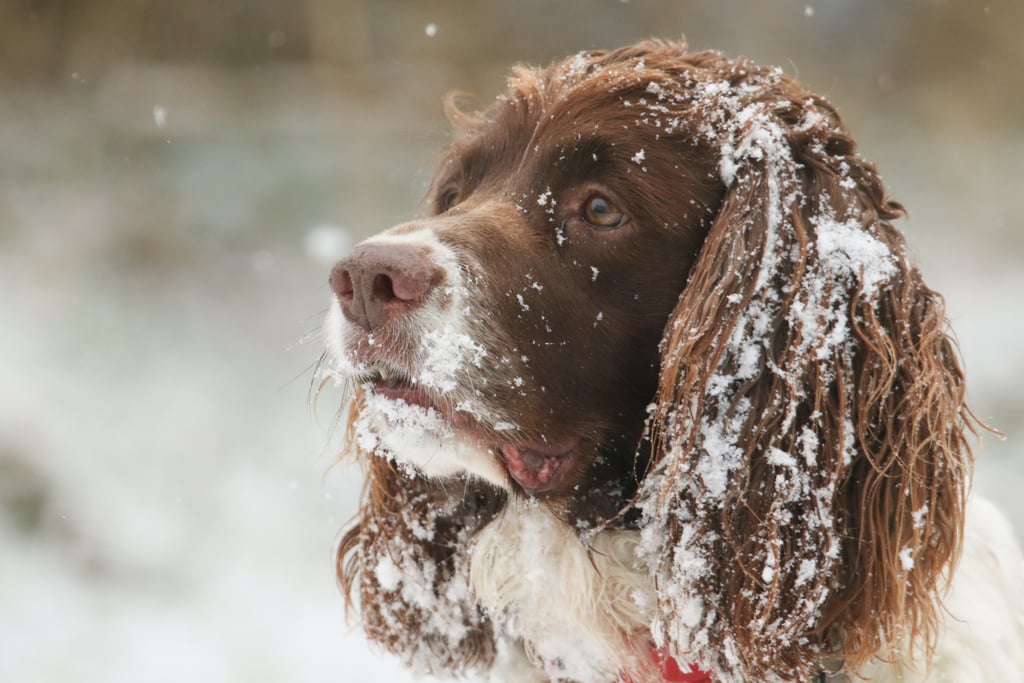Cute Photos of Dogs in the Winter | POPSUGAR Pets Photo 25