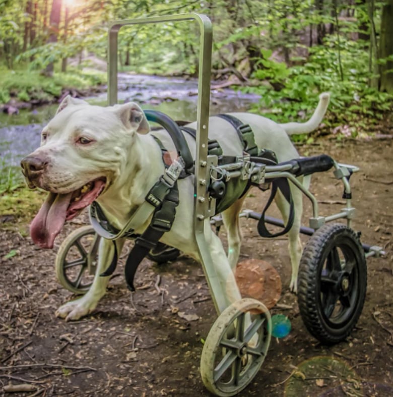 Enjoying nature in Ward Pound Ridge Reservation in New York