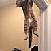 Cat Doing Pull-Ups