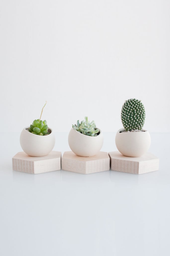 Mini Plant Holder