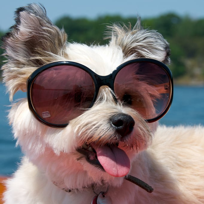 Cool Bulldog With Sunglasses Shades Sun Glasses' Sticker