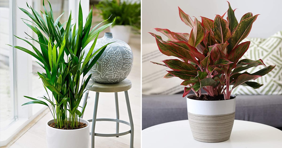 Best Indoor Plants That Help You Sleep | POPSUGAR Home