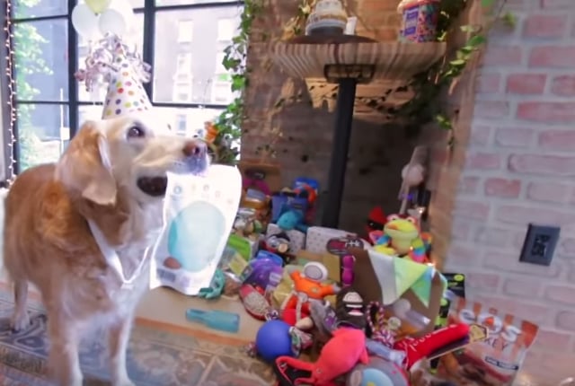 Birthday Party For Sept. 11 Rescue Dog