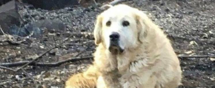 Couple Return to Home After Camp Fire to Find Dog Waiting