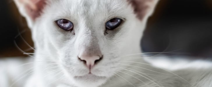 Siamese Cat Facts