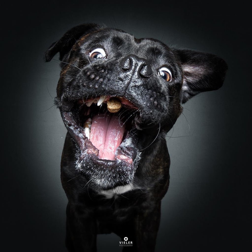 Dogs Catching Treats Photo Series